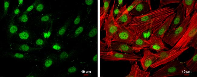 HDAC3 Antibody - BSA Free
