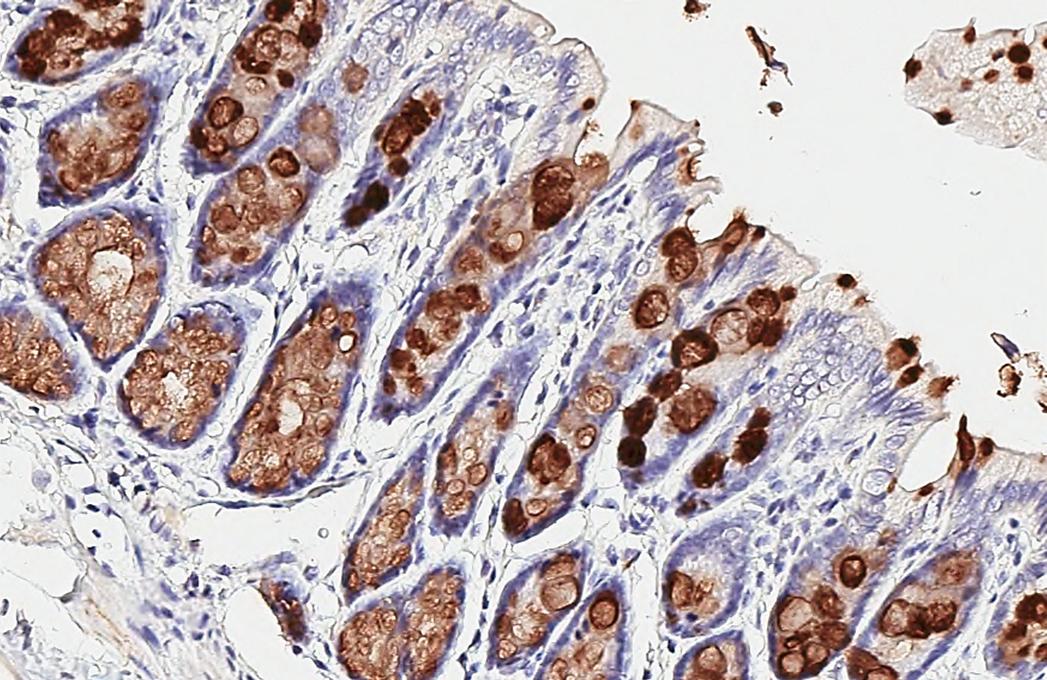 MUC2 Antibody - BSA Free