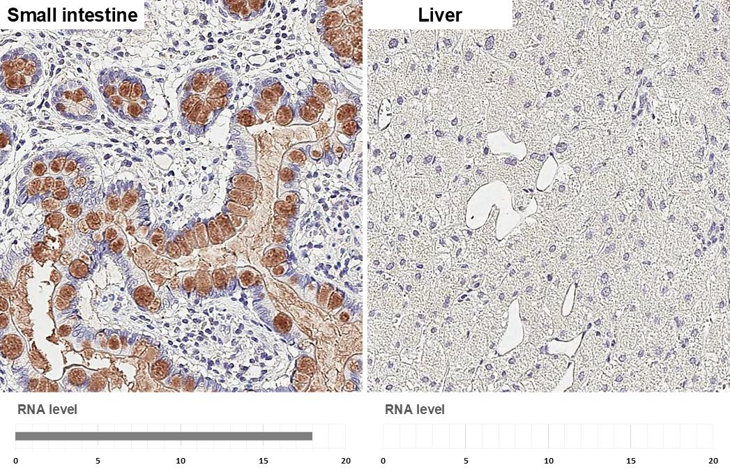 MUC2 Antibody - BSA Free