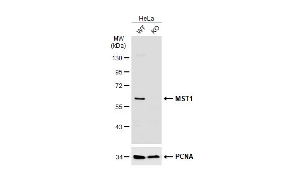MST1/STK4 Antibody