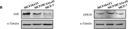 GPER/GPR30 Antibody