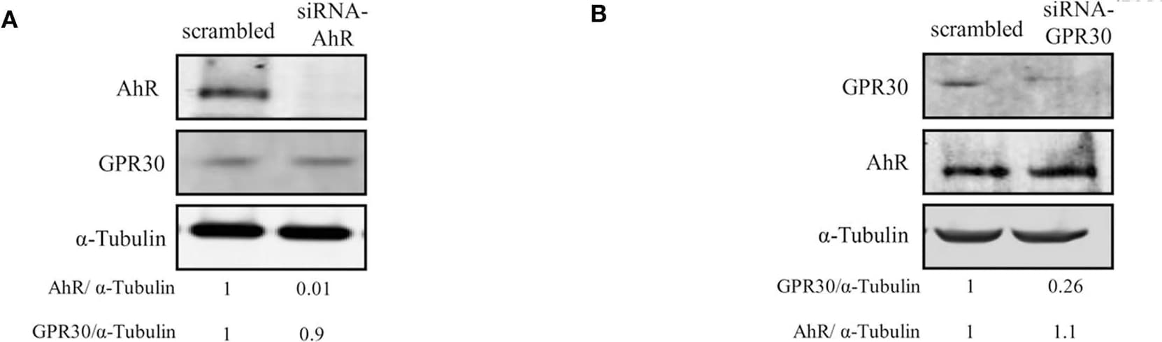 GPER/GPR30 Antibody