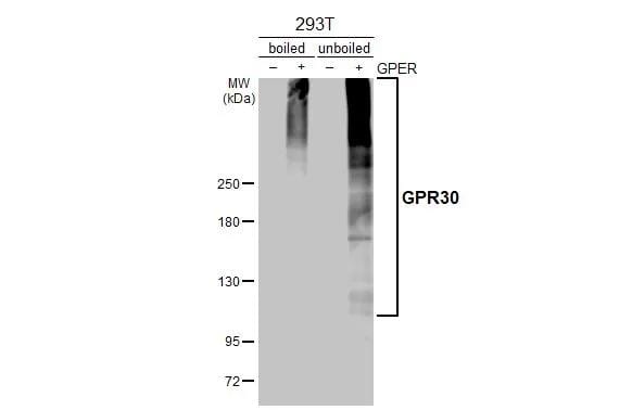 GPER/GPR30 Antibody - BSA Free