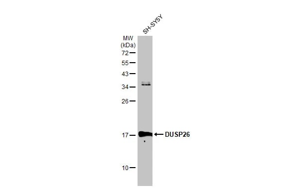 DUSP26 Antibody