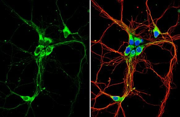 GPER/GPR30 Antibody - BSA Free