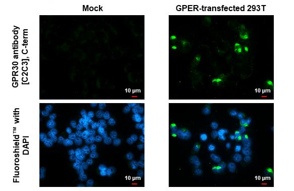 GPER/GPR30 Antibody - BSA Free