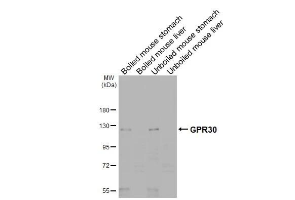GPER/GPR30 Antibody - BSA Free