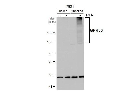 GPER/GPR30 Antibody - BSA Free