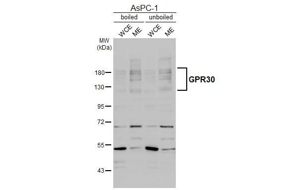 GPER/GPR30 Antibody - BSA Free