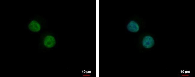 PLRG1 Antibody - BSA Free