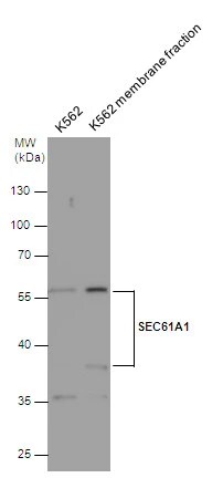 SEC61A Antibody