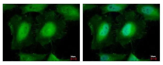 eIF3K Antibody - BSA Free