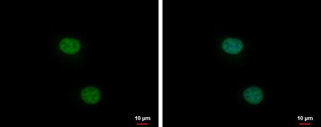 XLF Antibody - BSA Free