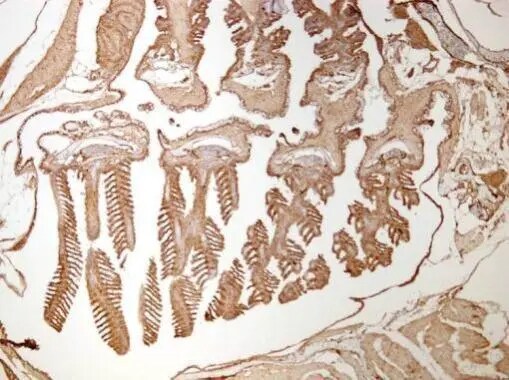 HDAC1 Antibody