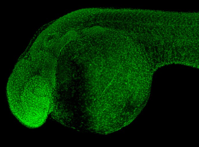 HDAC1 Antibody