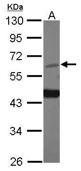 HDAC1 Antibody