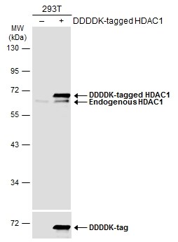 HDAC1 Antibody