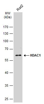 HDAC1 Antibody