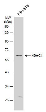 HDAC1 Antibody