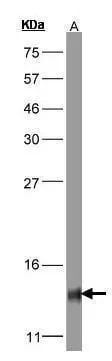 COX5b Antibody