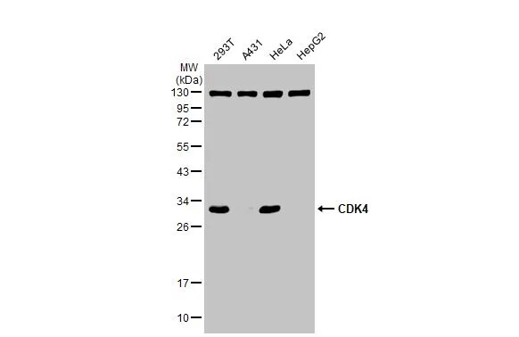 CDK4 Antibody