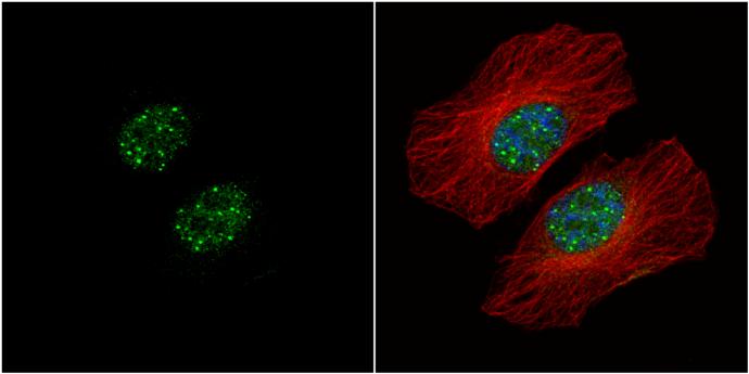HMBOX1 Antibody - BSA Free