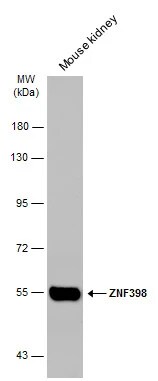 ZNF398 Antibody