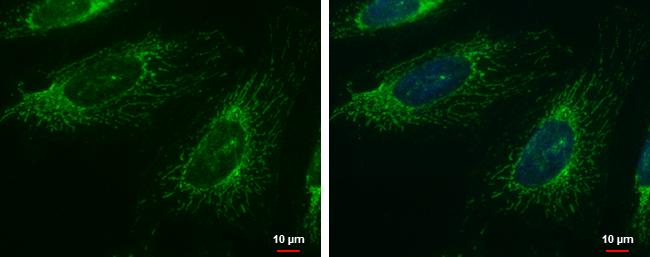 FASTK Antibody - BSA Free