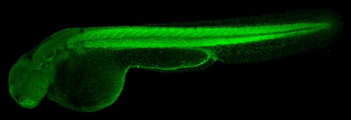 Enolase 1 Antibody