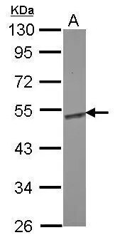 Enolase 1 Antibody