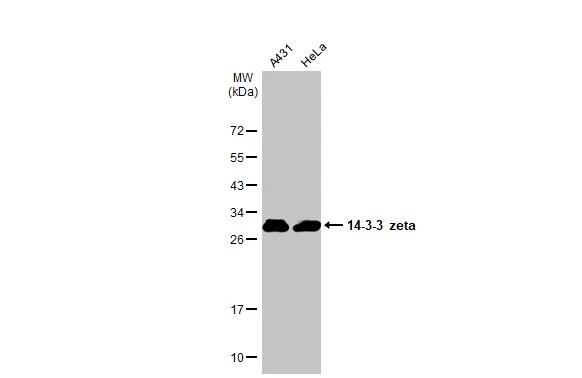 14-3-3 zeta Antibody
