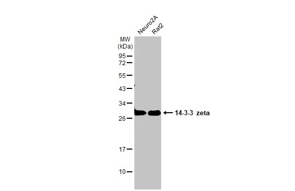 14-3-3 zeta Antibody