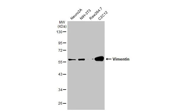 Vimentin Antibody