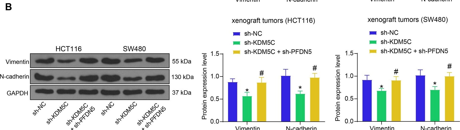 Vimentin Antibody