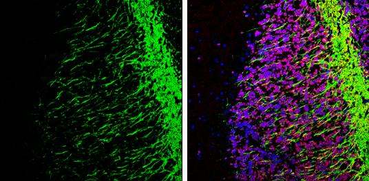 MOG Antibody