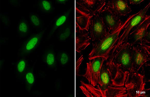 Cyclin A2 Antibody - BSA Free