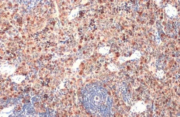 HO-1/HMOX1/HSP32 Antibody