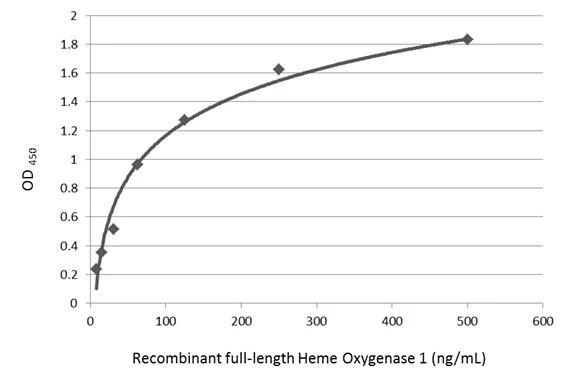 HO-1/HMOX1/HSP32 Antibody - BSA Free