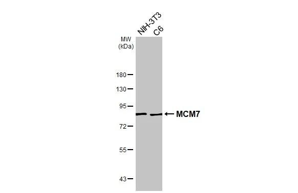 MCM7 Antibody - BSA Free