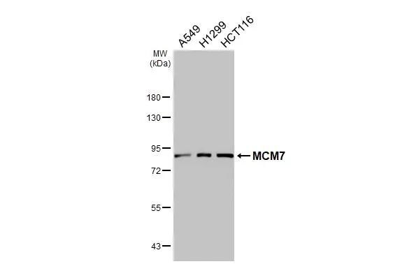MCM7 Antibody - BSA Free