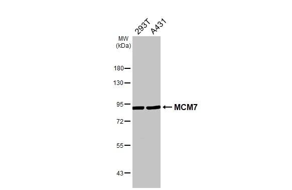 MCM7 Antibody - BSA Free