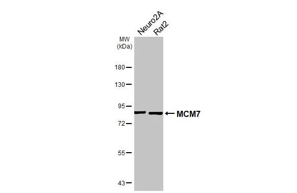 MCM7 Antibody - BSA Free