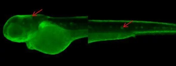 RPS10 Antibody