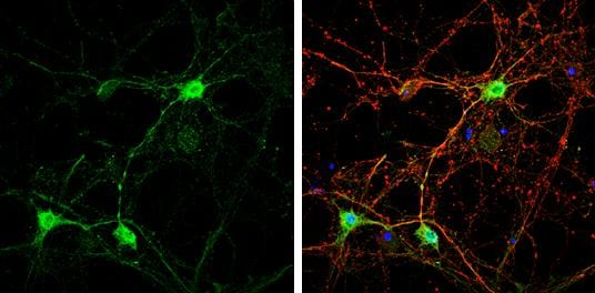 Caspr2 Antibody - BSA Free