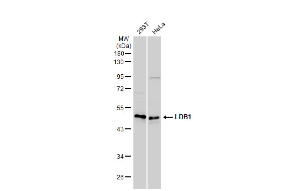 LDB1 Antibody