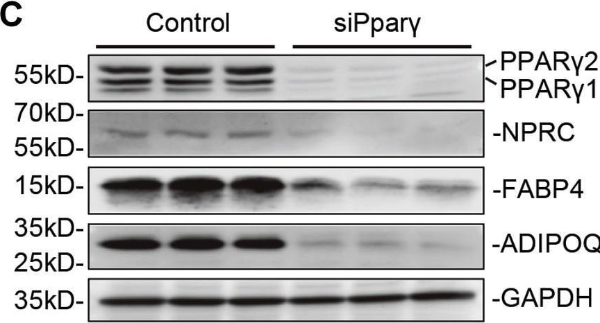 Natriuretic Peptide Receptor C Antibody - BSA Free