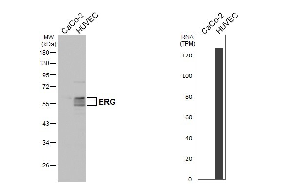 ERG Antibody - BSA Free