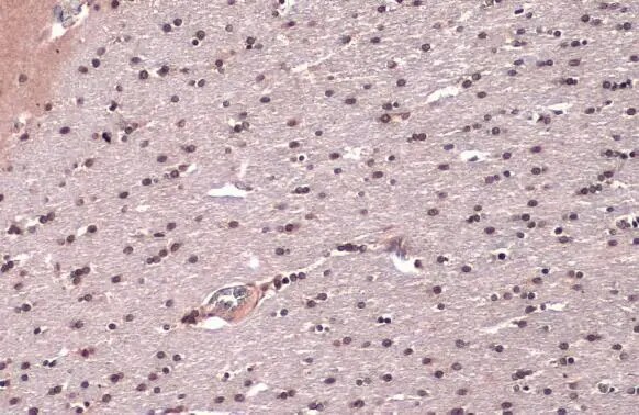NUP62 Antibody