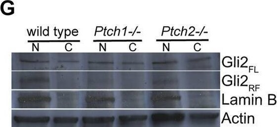 GLI-2 Antibody - BSA Free