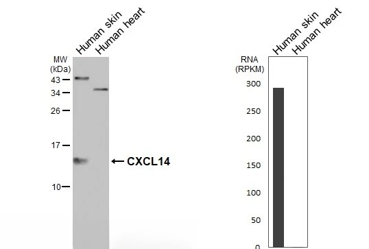 CXCL14/BRAK Antibody - BSA Free